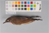 藏品(野鴝)的圖片